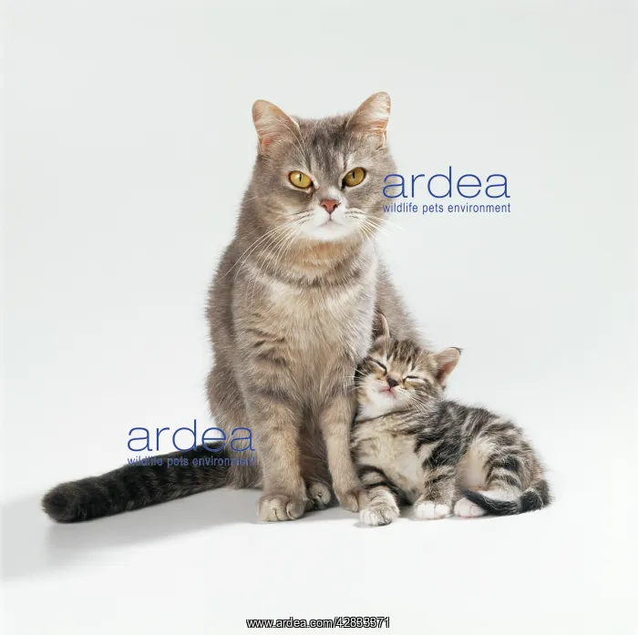 : CAT - mother and 35 day old kitten : CAT - mother and 35 day old kitten