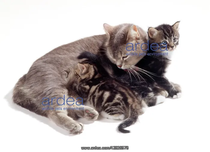 : CAT - Mother & 35 day old Kittens : CAT - Mother & 35 day old Kittens