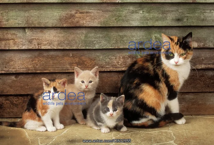 : CAT - Mother cat with three different colour kittens : CAT - Mother cat with three different colour kittens