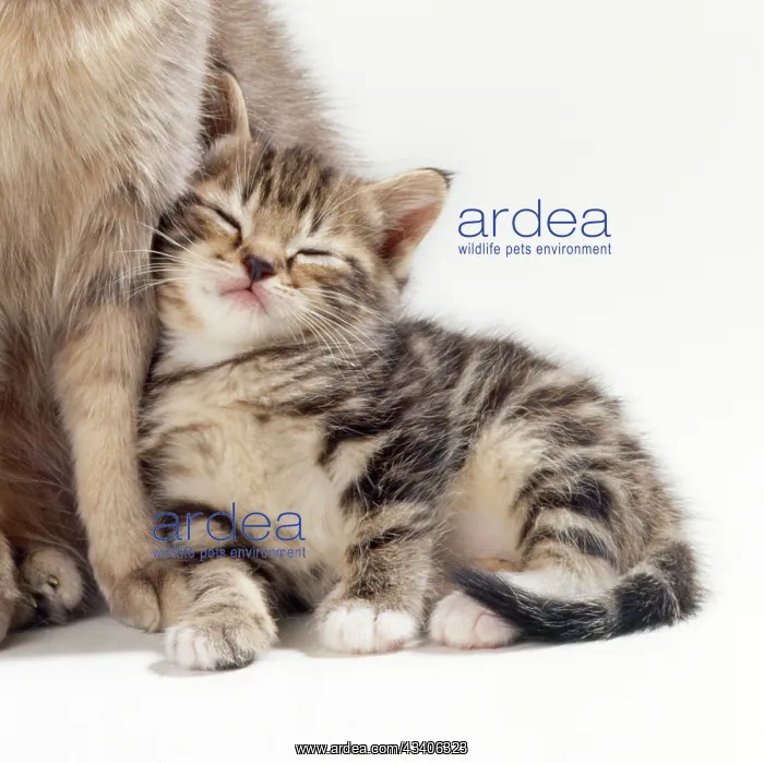 : Cat - Mother & Kitten 35 days old : Cat - Mother & Kitten 35 days old