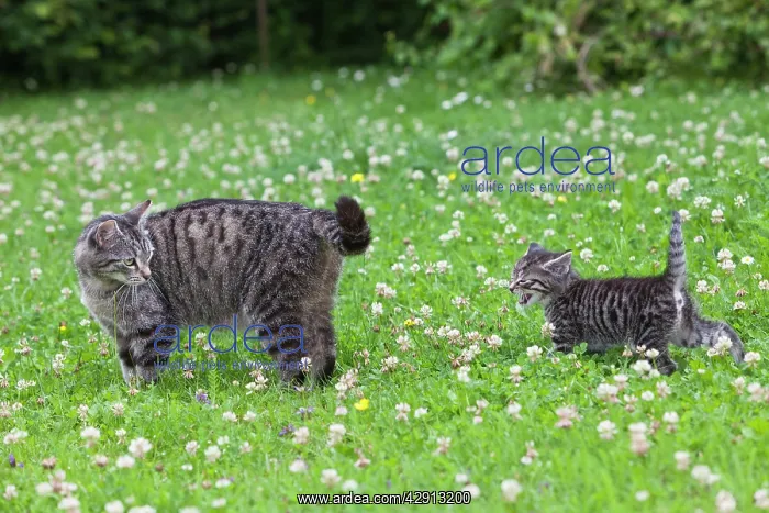 : Cat - mother with kitten in garden : Cat - mother with kitten in garden