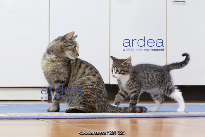 : Cat - mother with kitten in kitchen : Cat - mother with kitten in kitchen