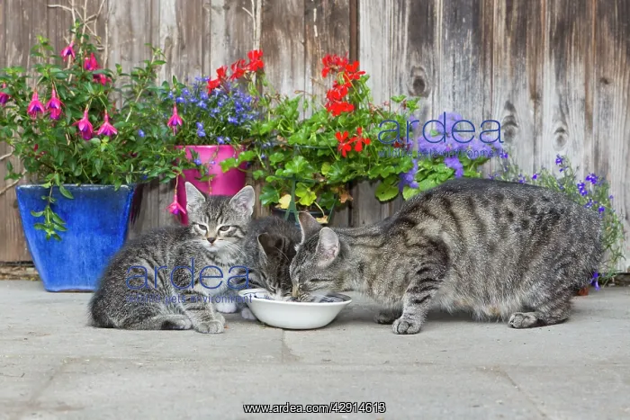 : Cat - mother with two kittens feeding outdoors : Cat - mother with two kittens feeding outdoors