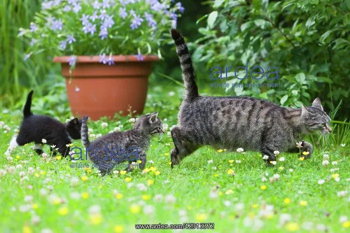 : Cat - mother with two kittens in garden : Cat - mother with two kittens in garden