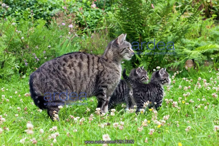 : Cat - mother with two kittens in garden : Cat - mother with two kittens in garden