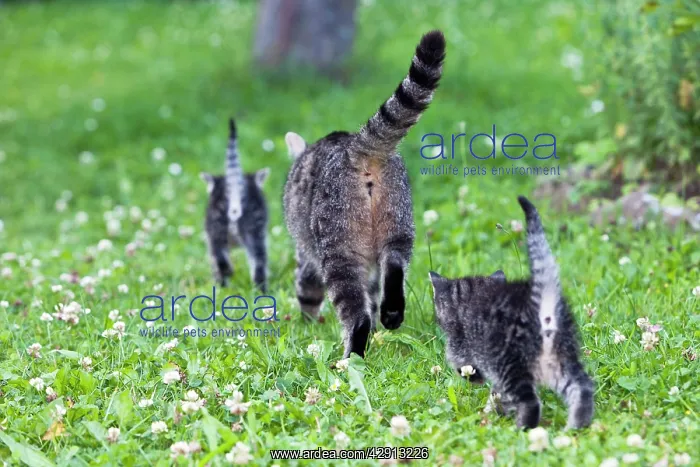 : Cat - mother with two kittens in garden - rear view : Cat - mother with two kittens in garden - rear view