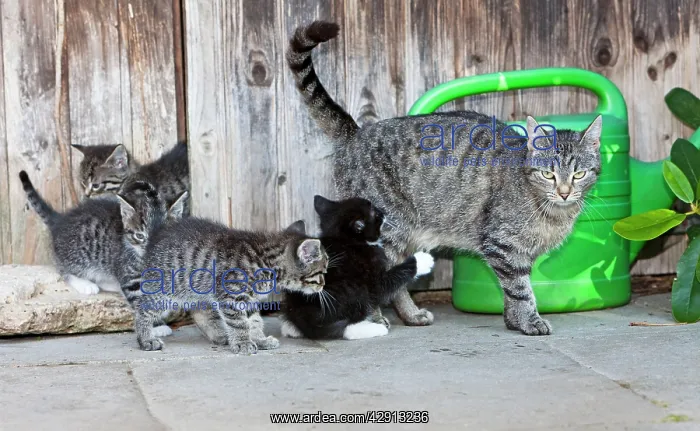  : Cat - mother with four kittens in front of garden shed