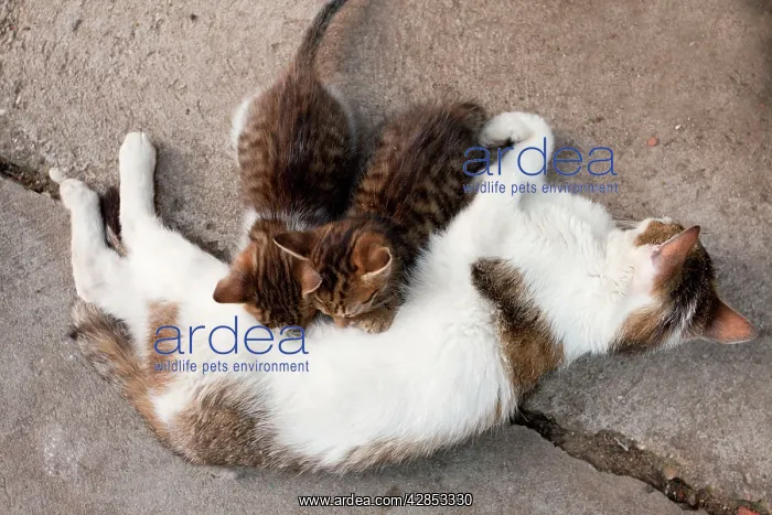 : Cat - Mother with kittens suckling : Cat - Mother with kittens suckling