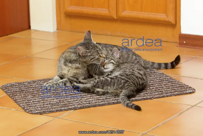 : Cat - mother licking kitten in kitchen : Cat - mother licking kitten in kitchen