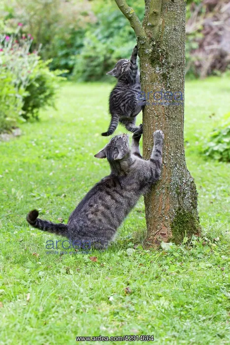 : Cat - mother playing with kitten on tree trunk : Cat - mother playing with kitten on tree trunk