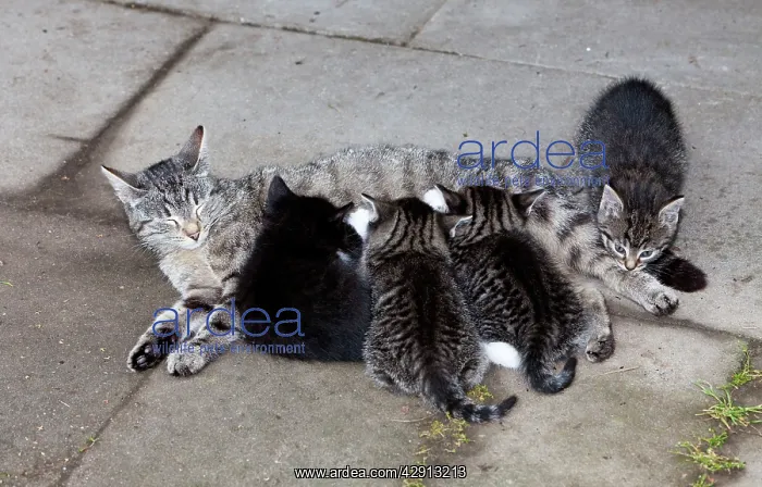: Cat - mother suckling four kittens outdoors : Cat - mother suckling four kittens outdoors