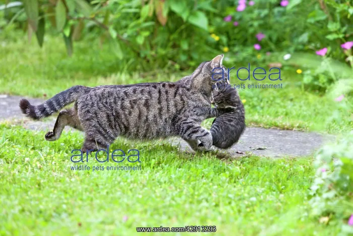 : Cat - mother transporting kitten through garden : Cat - mother transporting kitten through garden