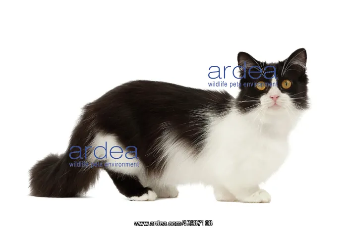  : Cat - Munchkin