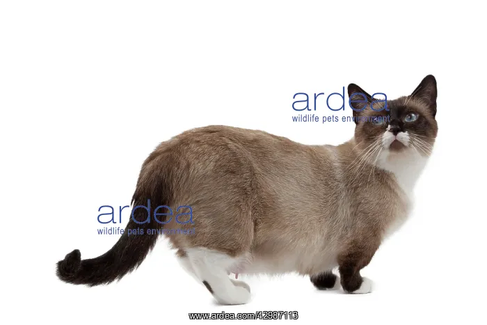  : Cat - Munchkin