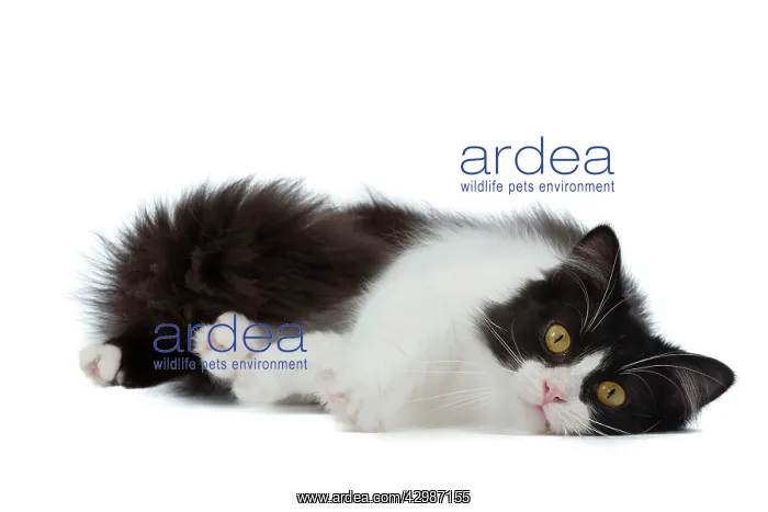  : Cat - Munchkin