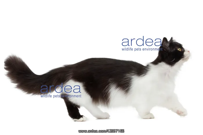  : Cat - Munchkin