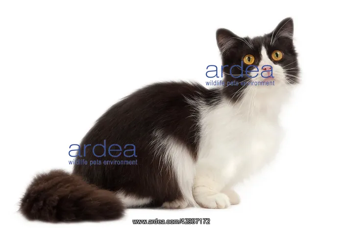  : Cat - Munchkin