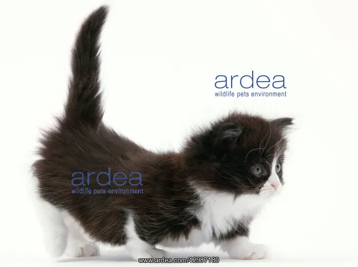  : Cat - Munchkin