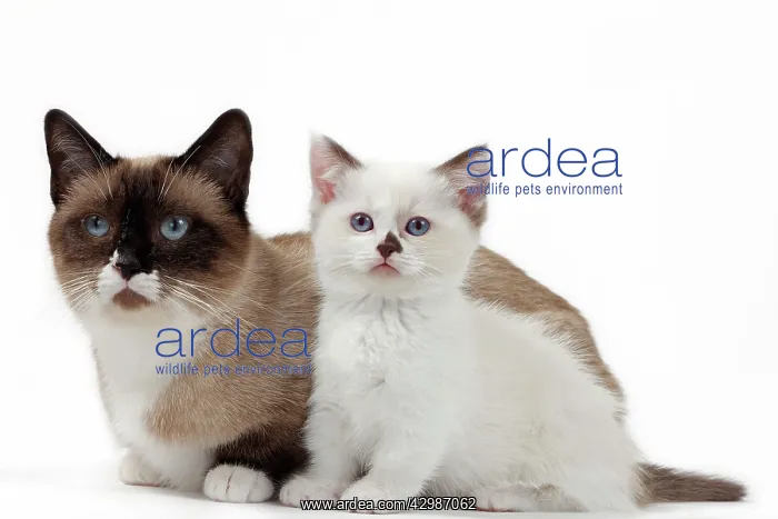 : Cat - Munchkin - adult & kitten : Cat - Munchkin - adult & kitten