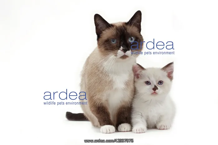  : Cat - Munchkin - adult & kitten