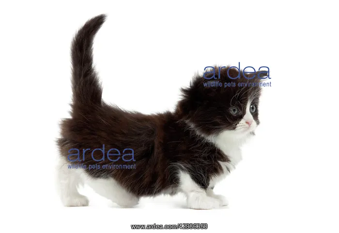  : Cat - Munchkin kitten