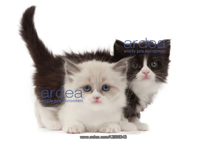  : Cat - Munchkin kittens