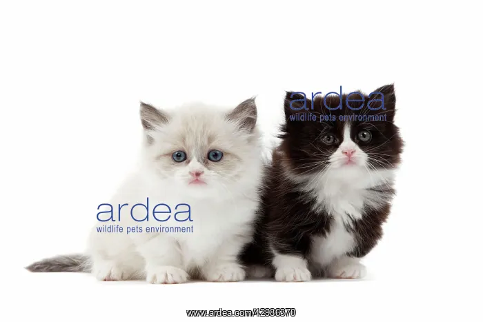  : Cat - Munchkin kittens