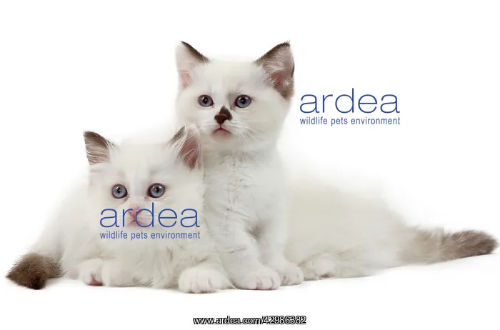  : Cat - Munchkin kittens