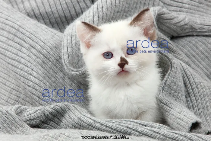  : Cat - Munchkin kittens