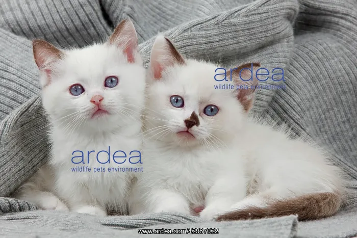  : Cat - Munchkin kittens