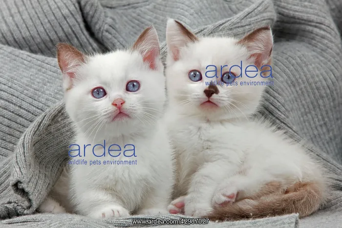  : Cat - Munchkin kittens