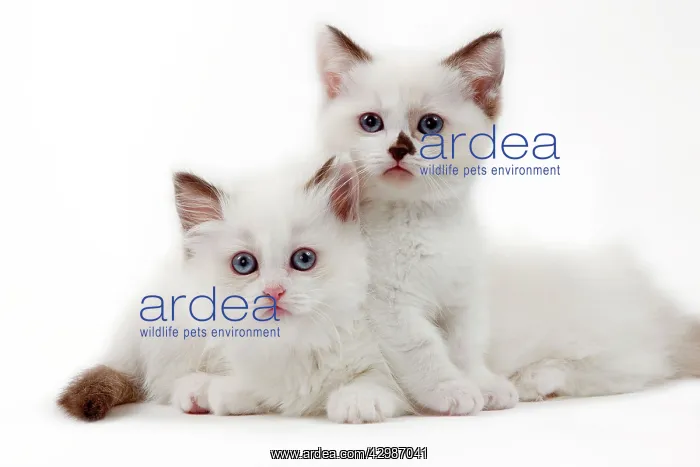  : Cat - Munchkin kittens