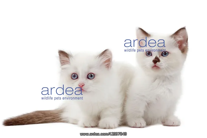  : Cat - Munchkin kittens