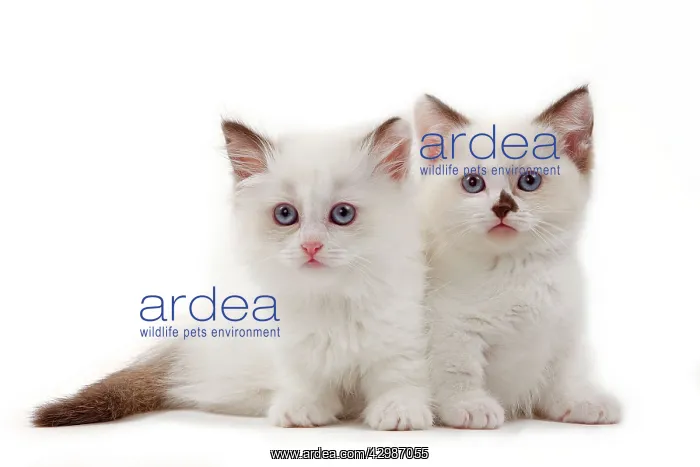  : Cat - Munchkin kittens
