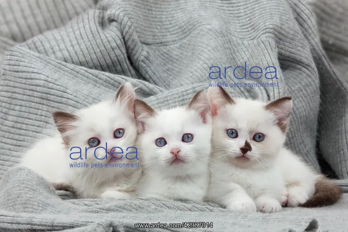  : Cat - Munchkin kittens - in blanket