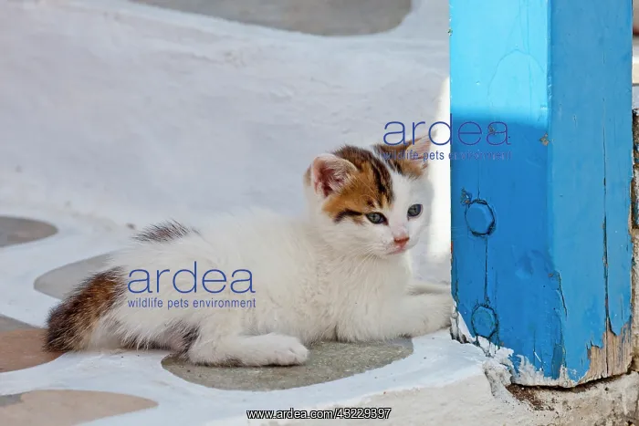 : Cat, Mykonos, Greece : Cat, Mykonos, Greece
