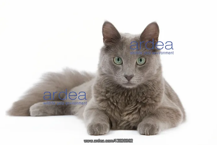  : Cat - Nebelung