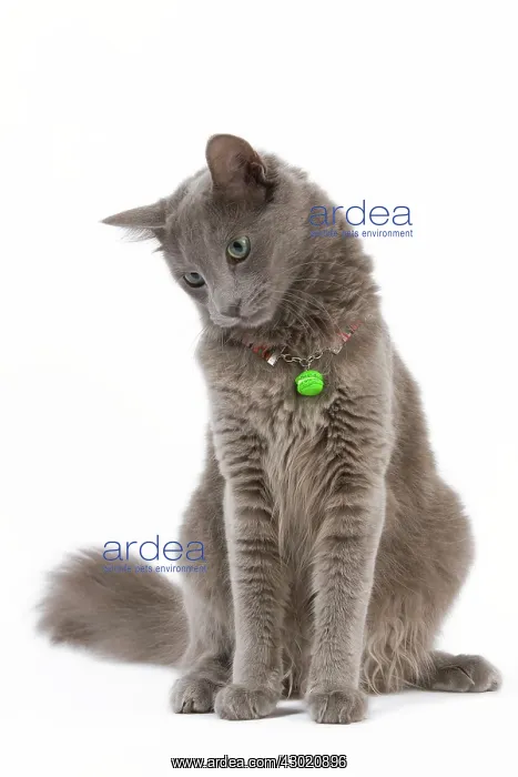 : Cat - Nebelung : Cat - Nebelung