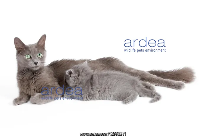  : Cat - Nebelung - Cat with kitten