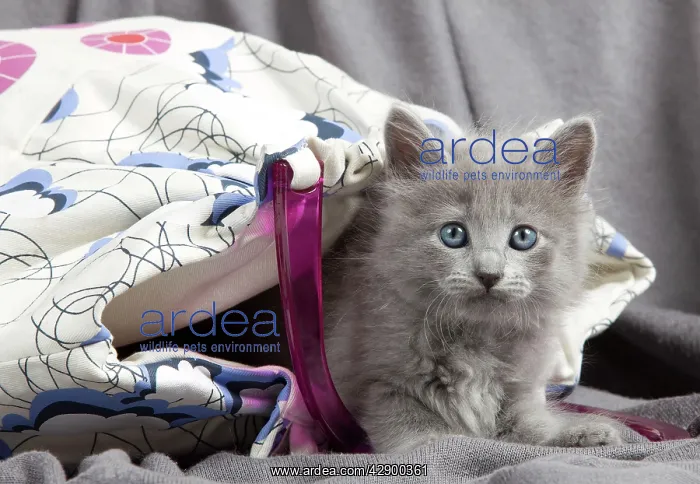  : Cat - Nebelung kitten
