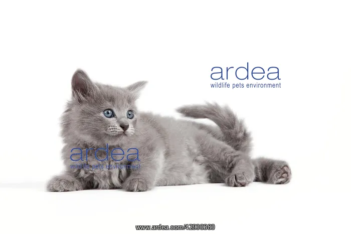  : Cat - Nebelung kitten