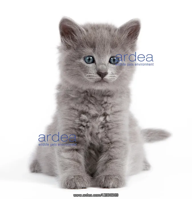  : Cat - Nebelung kitten