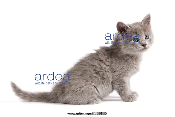  : Cat - Nebelung Kitten
