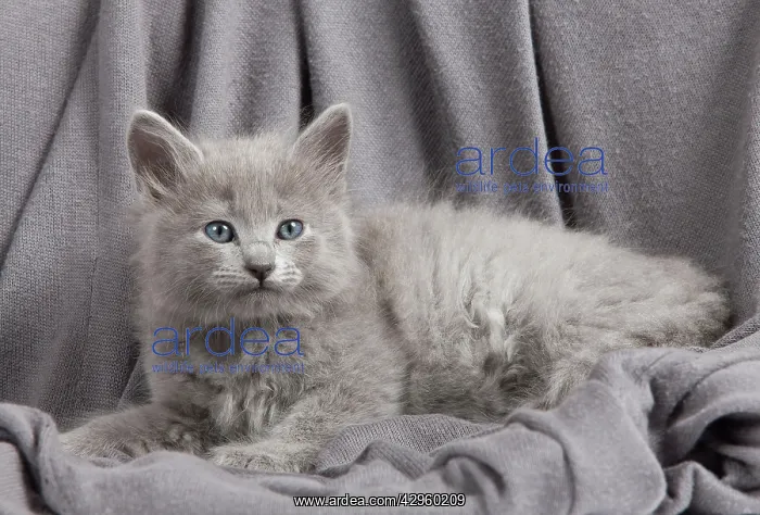  : Cat - Nebelung Kitten