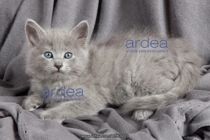  : Cat - Nebelung Kitten