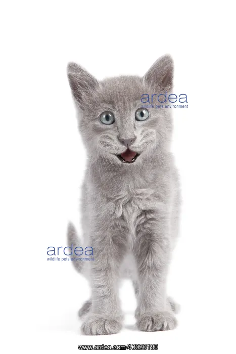 : Cat - Nebelung Kitten : Cat - Nebelung Kitten