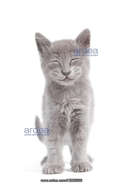 : Cat - Nebelung Kitten : Cat - Nebelung Kitten