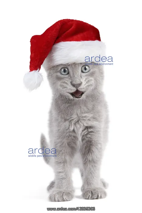: Cat, Nebelung Kitten, smiling laughing happily : Cat, Nebelung Kitten, smiling laughing happily