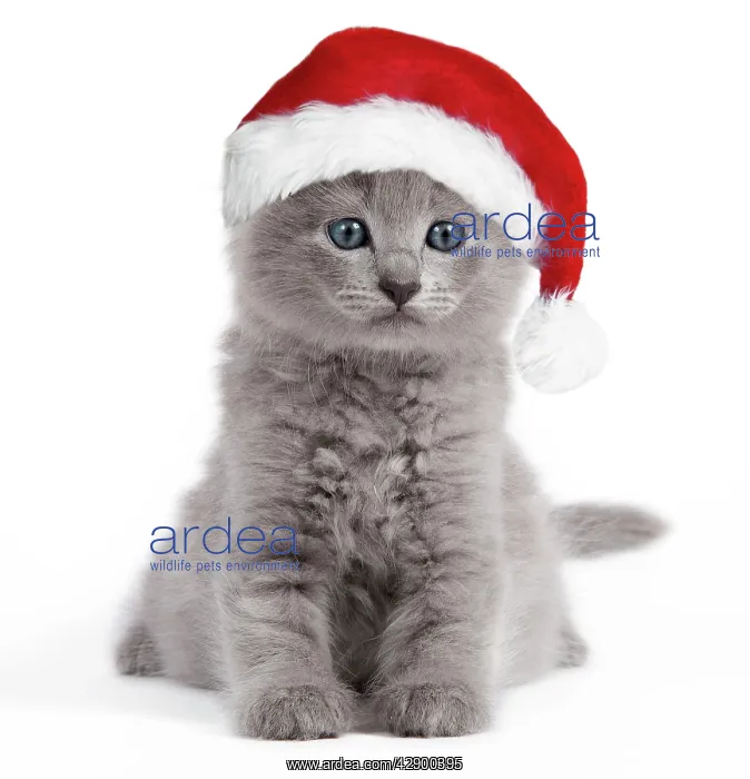  : Cat - Nebelung kitten wearing Christmas hat