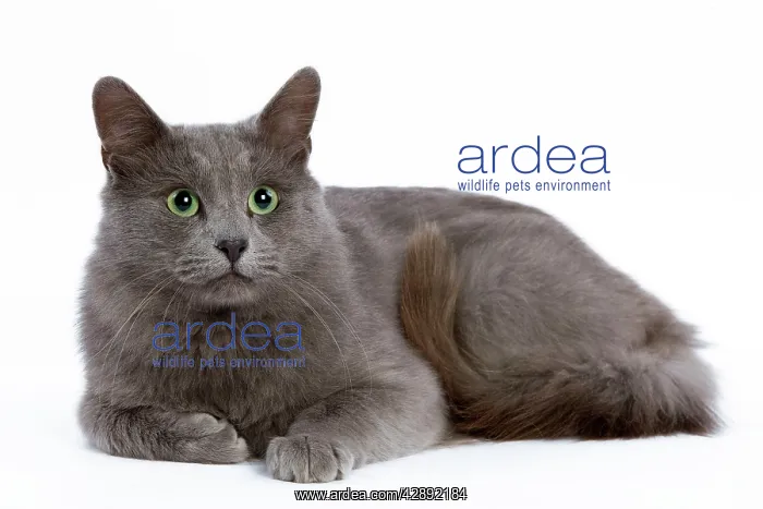  : Cat - Nebelung - lying down